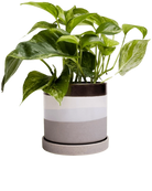 Chive Minute medium mocha cement ceramic pot with drainage and saucer styled with a pothos.