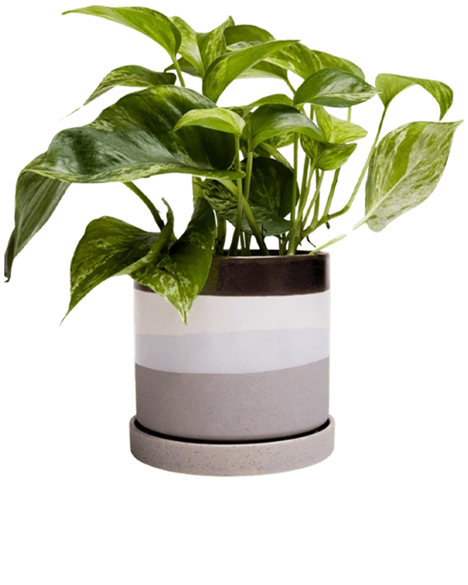Chive Minute medium mocha cement ceramic pot with drainage and saucer styled with a pothos.