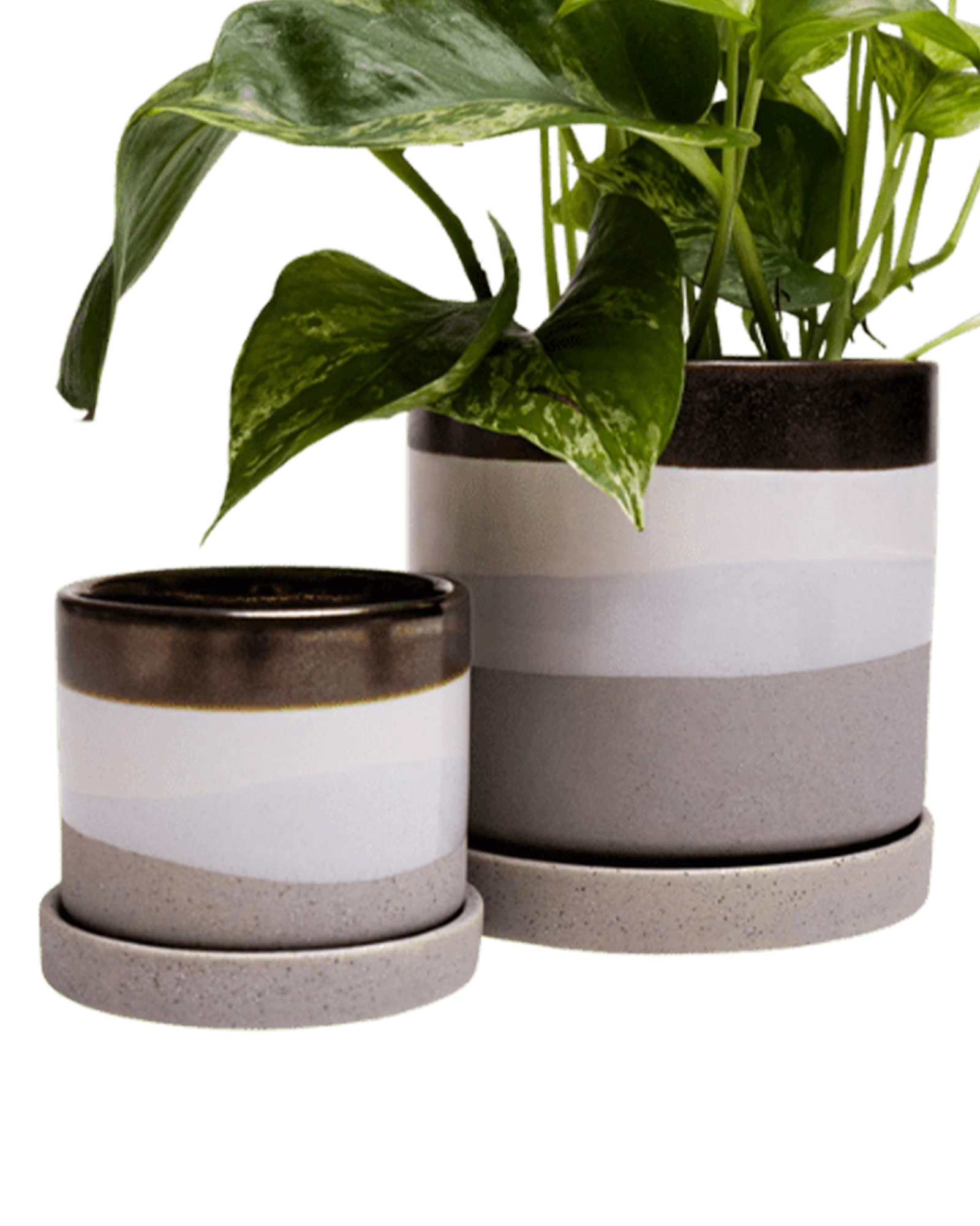 Two Chive Minute mocha cement ceramic pots with drainage and detachable saucers in size small and medium styled with a pothos.
