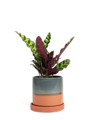 Chive Minute medium terracotta ceramic pot with drainage and saucer styled with a calathea insignis