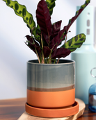 Chive Minute medium glazed terracotta ceramic pot styled with a calathea insignis plant on a wooden board on the table indoor.
