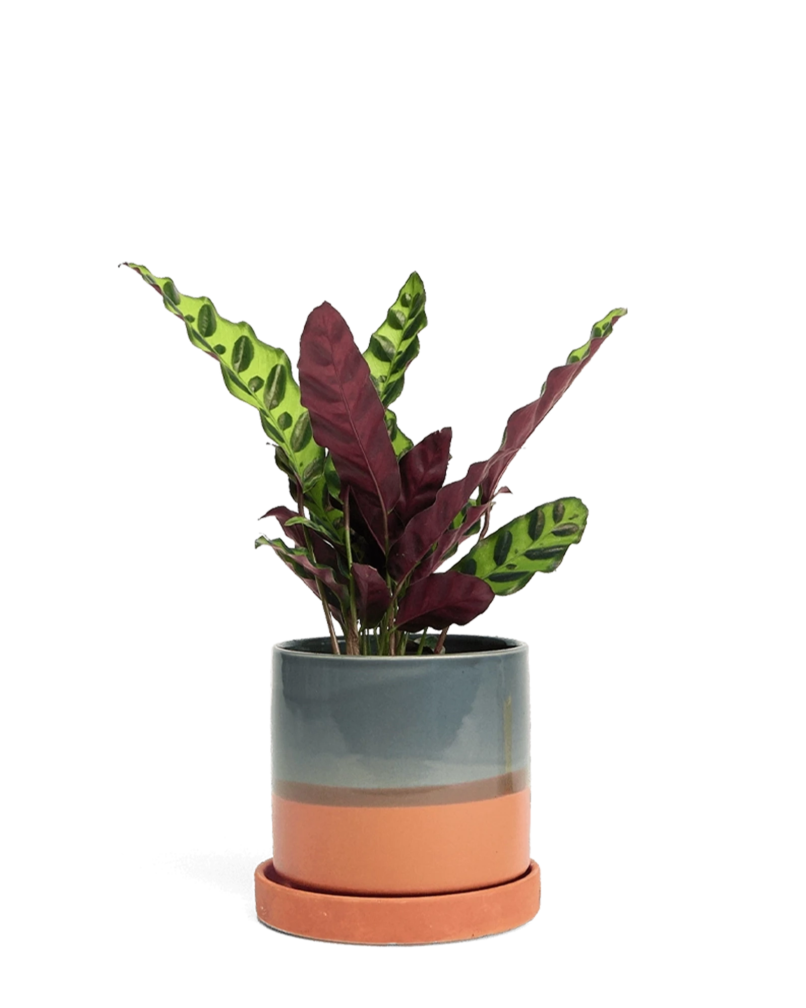 Chive Minute terracotta color fully glazed small ceramic pots with drainage styled with a plant.