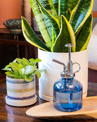 Close up of a Chive Mister glass midnight blue spray bottle styled with potted houseplants on a wood table.
