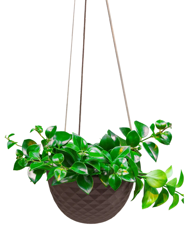Mini Mofo Porcelain Modern Hanging Planter - Black