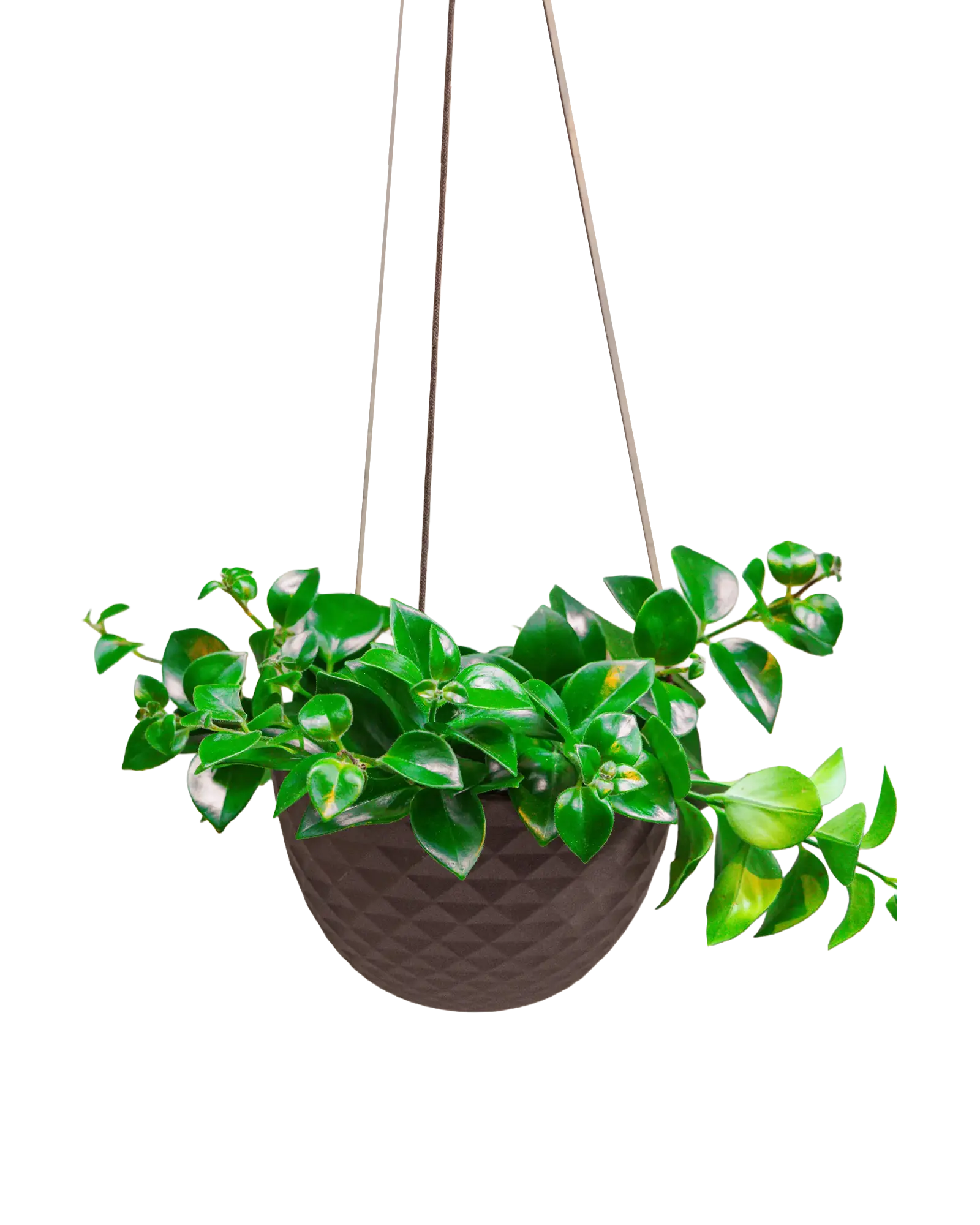Chive Mofo large black ceramic hanging pot with diamond texture, with a trailing plant.