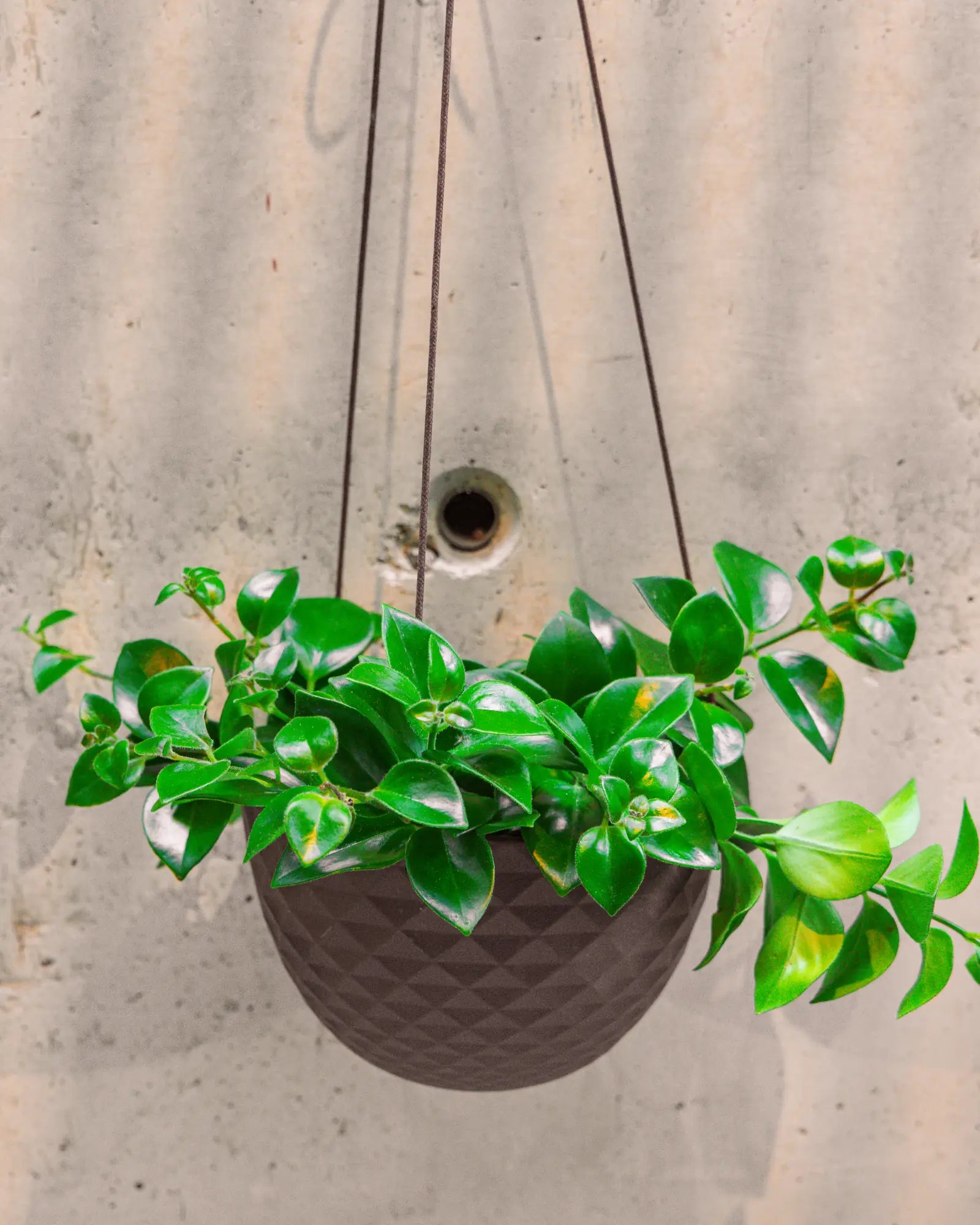 Chive Mofo large black ceramic hanging pot with diamond texture, hanging against a concrete wall with a trailing plant.