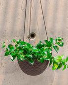 Chive Mofo large black ceramic hanging pot with diamond texture, hanging against a concrete wall with a trailing plant.