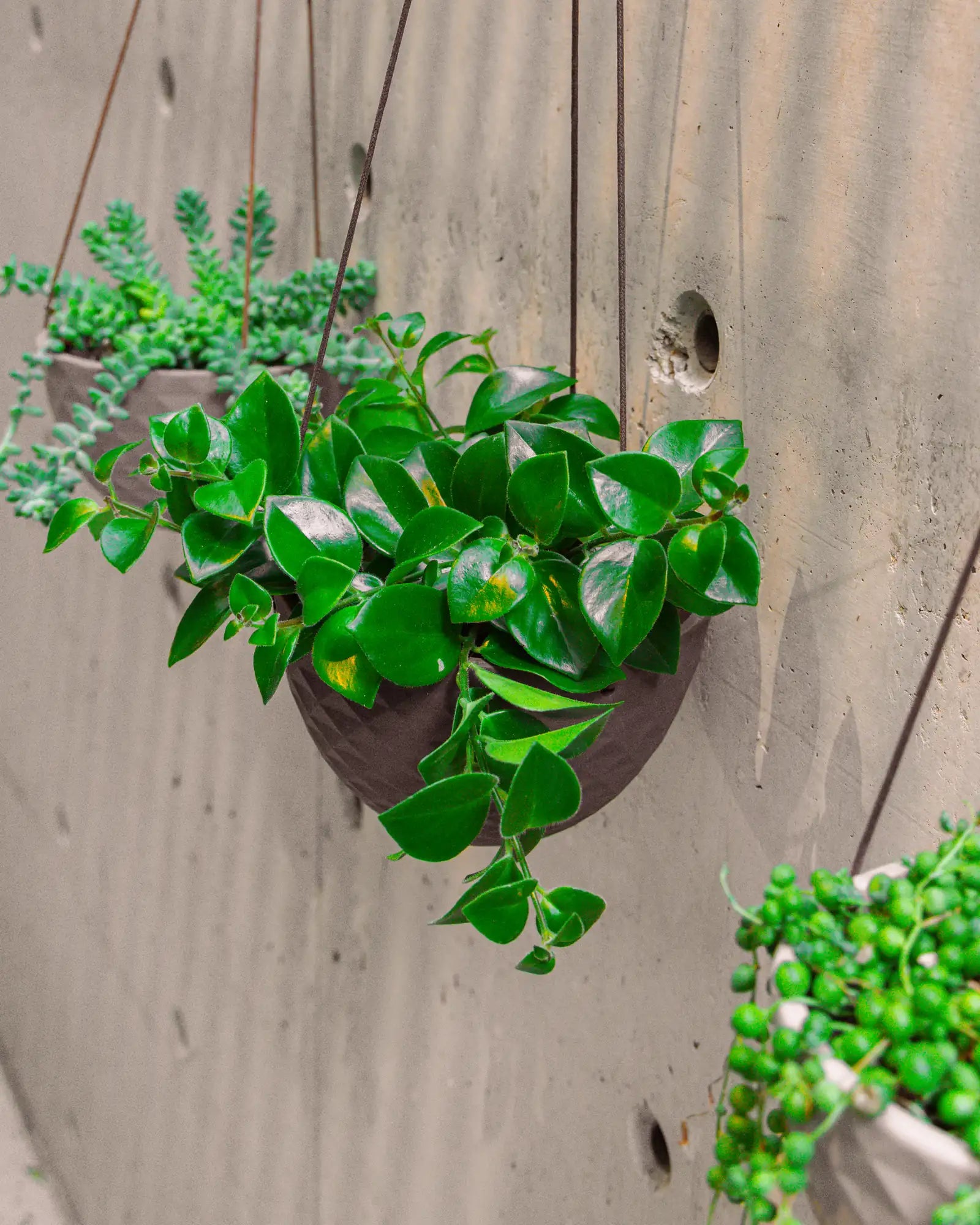 Chive Mofo black ceramic hanging pot with diamond texture and trailing hoya, with other Mofo pots visible behind.