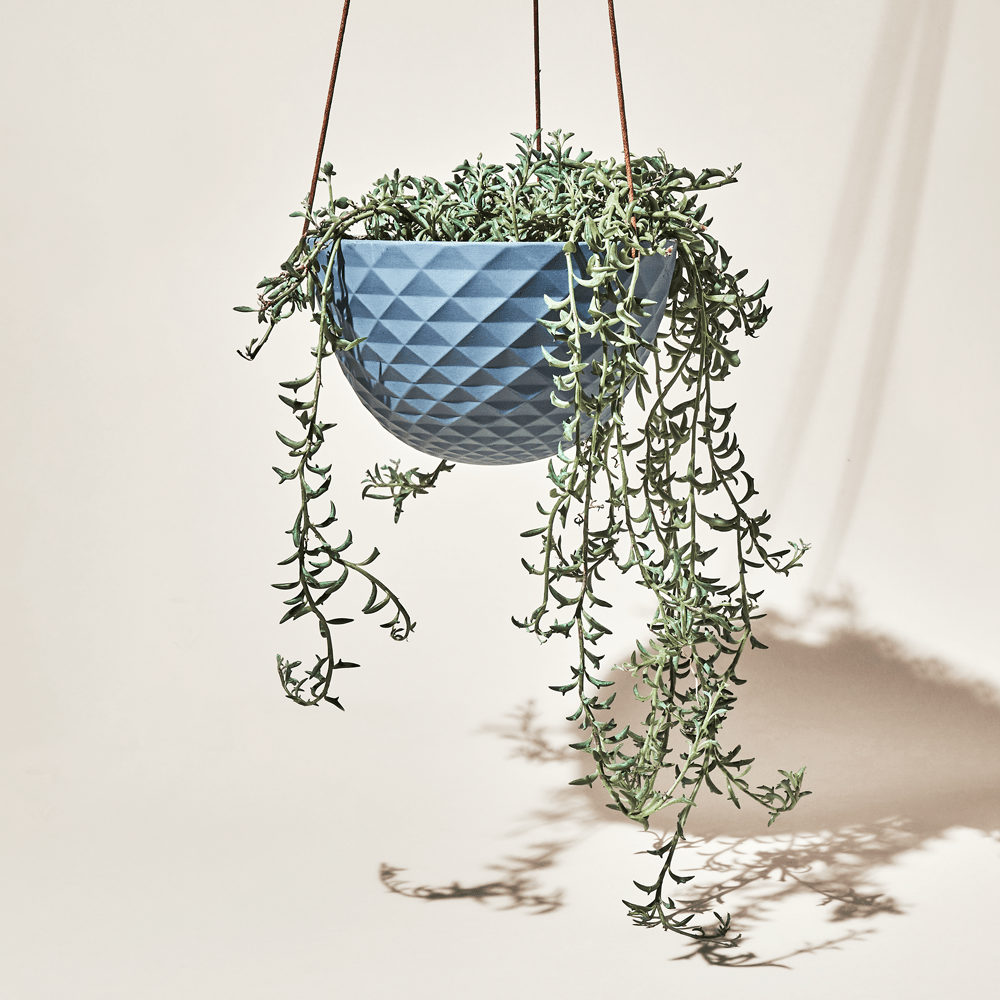 Chive Mofo blue grey porcelain hanging planter with no drainage styled with a trailing plant.