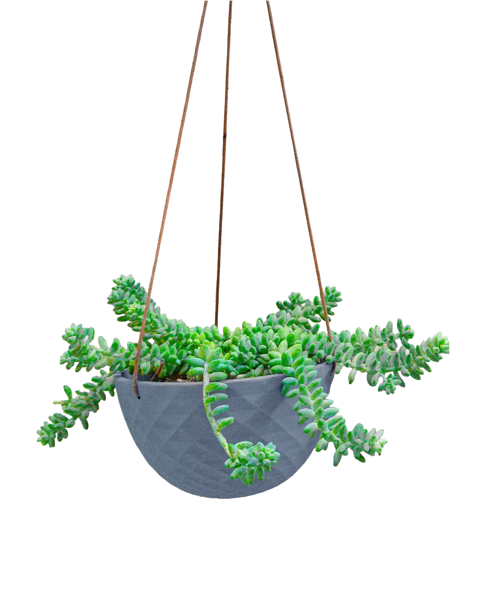 Chive Mofo mini blue grey porcelain hanging planter with no drainage styled with a plant.