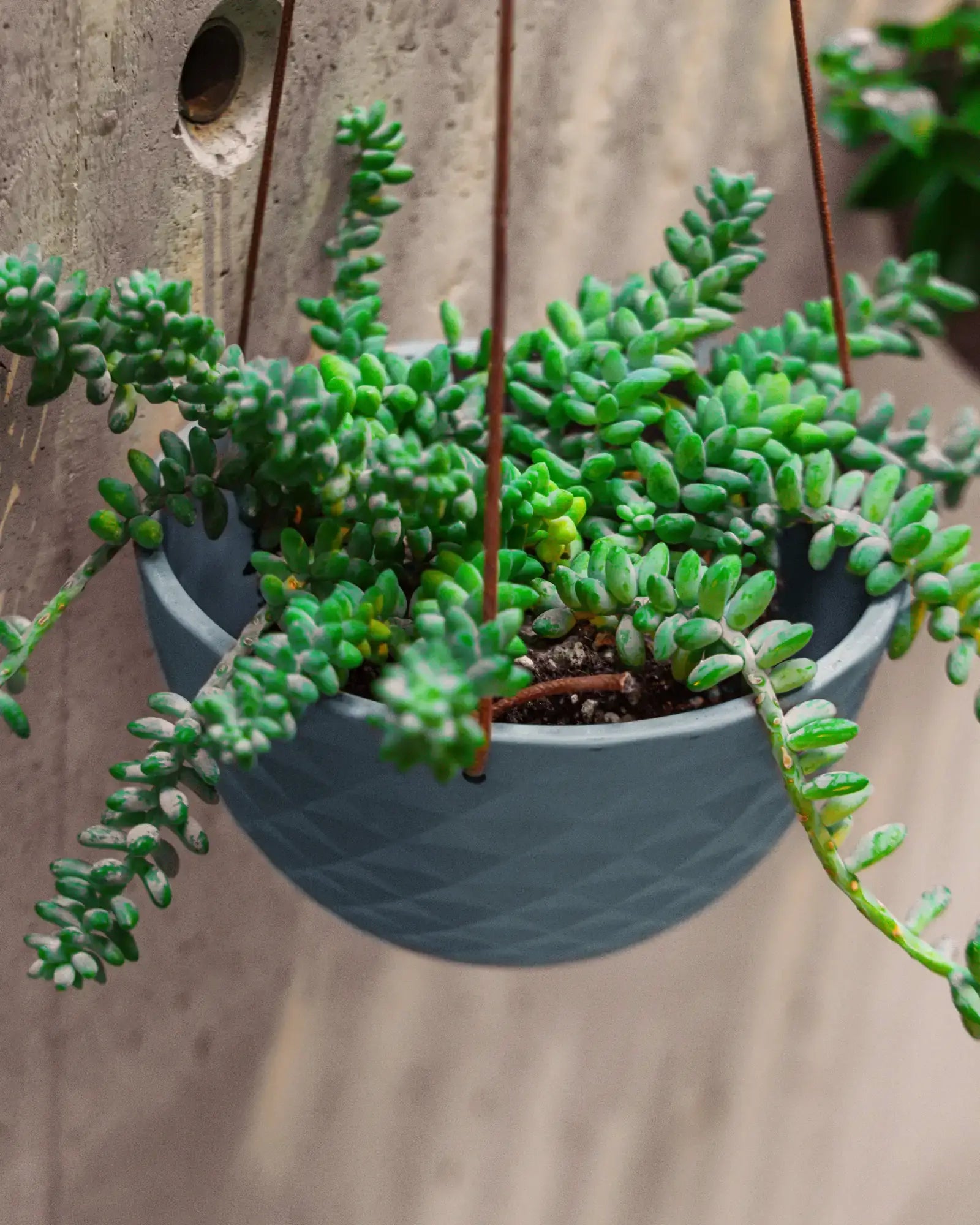 Chive Mofo mini blue grey porcelain hanging planter with no drainage styled with a plant against a concrete wall.