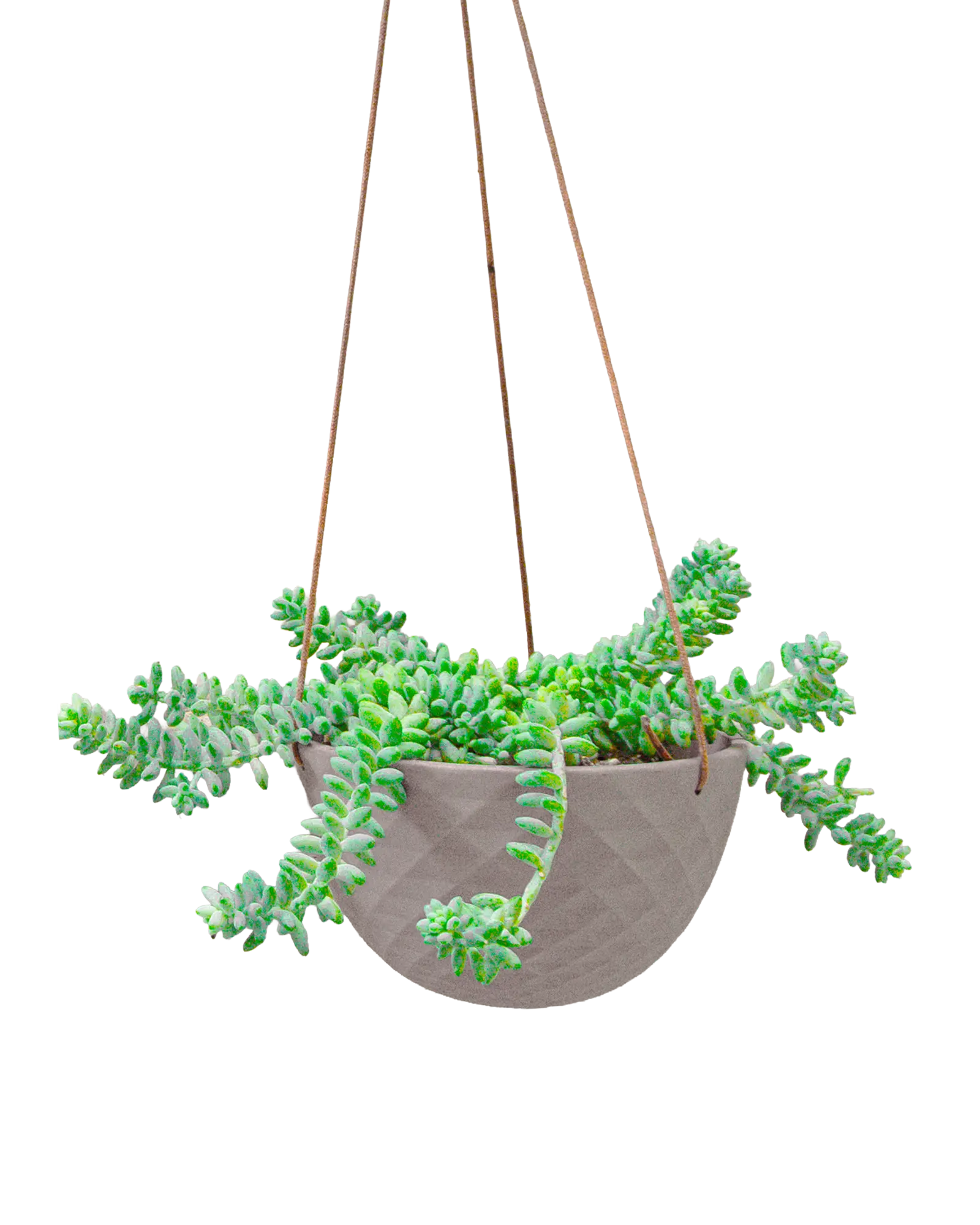 Chive Mofo mini light grey porcelain hanging planter with no drainage styled with a plant.