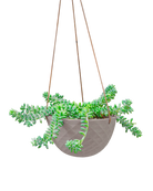 Chive Mofo mini light grey porcelain hanging planter with no drainage styled with a plant.