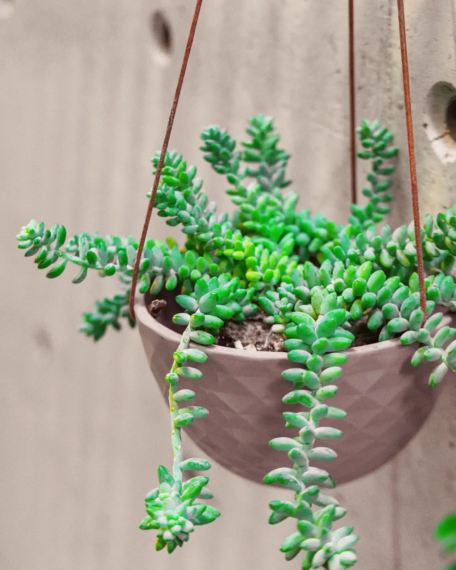 Chive Mofo mini light grey porcelain hanging planter with no drainage styled with a plant against a concrete wall.