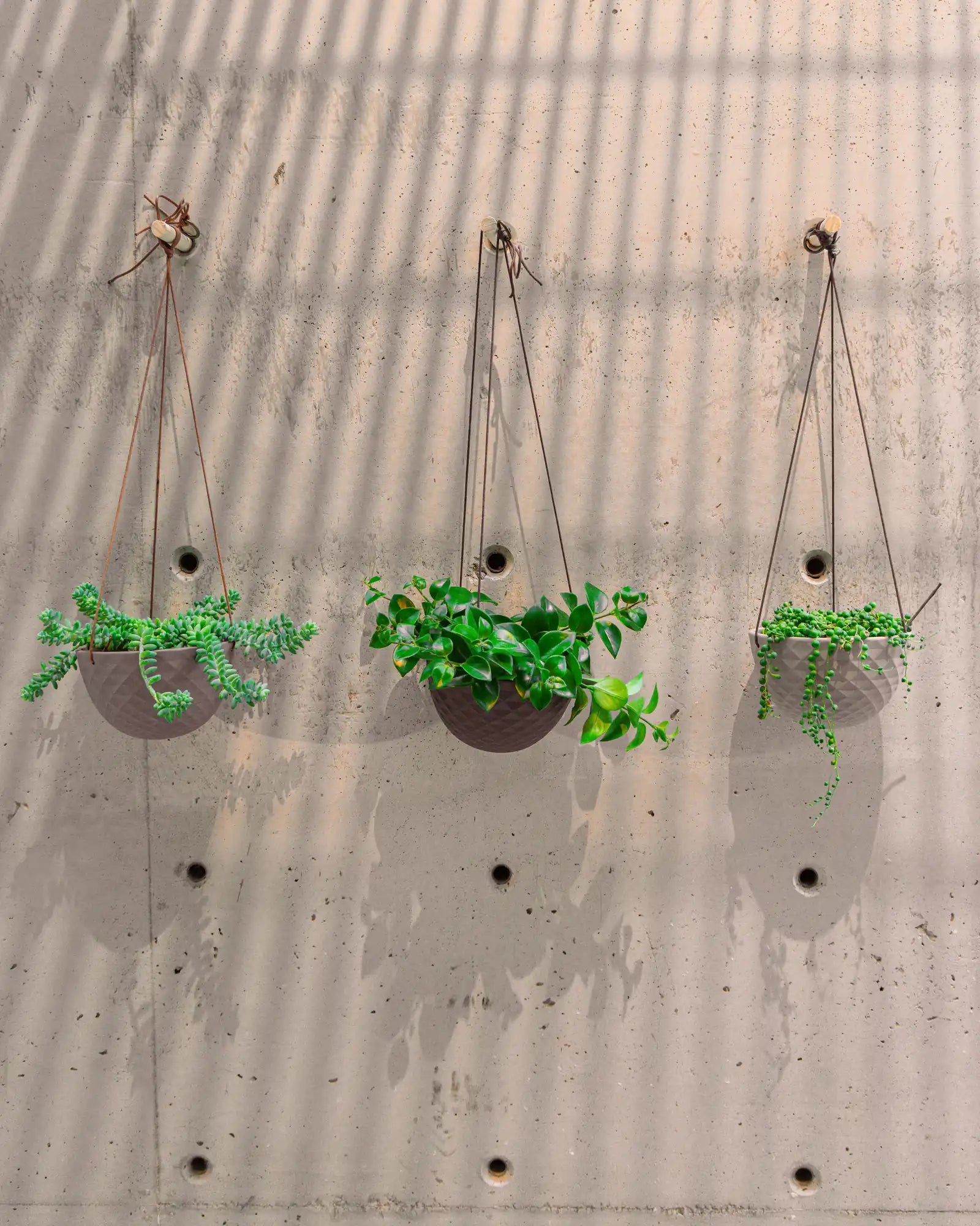 Three Chive mini Mofo porcelain hanging planters in white, light grey, and black, styled with plants against a concrete wall.