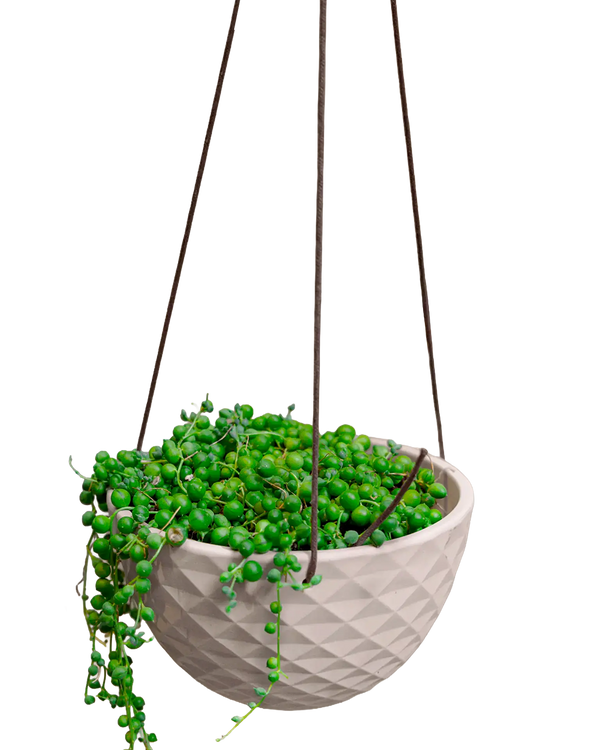 Mini Mofo Porcelain Modern Hanging Planter - White