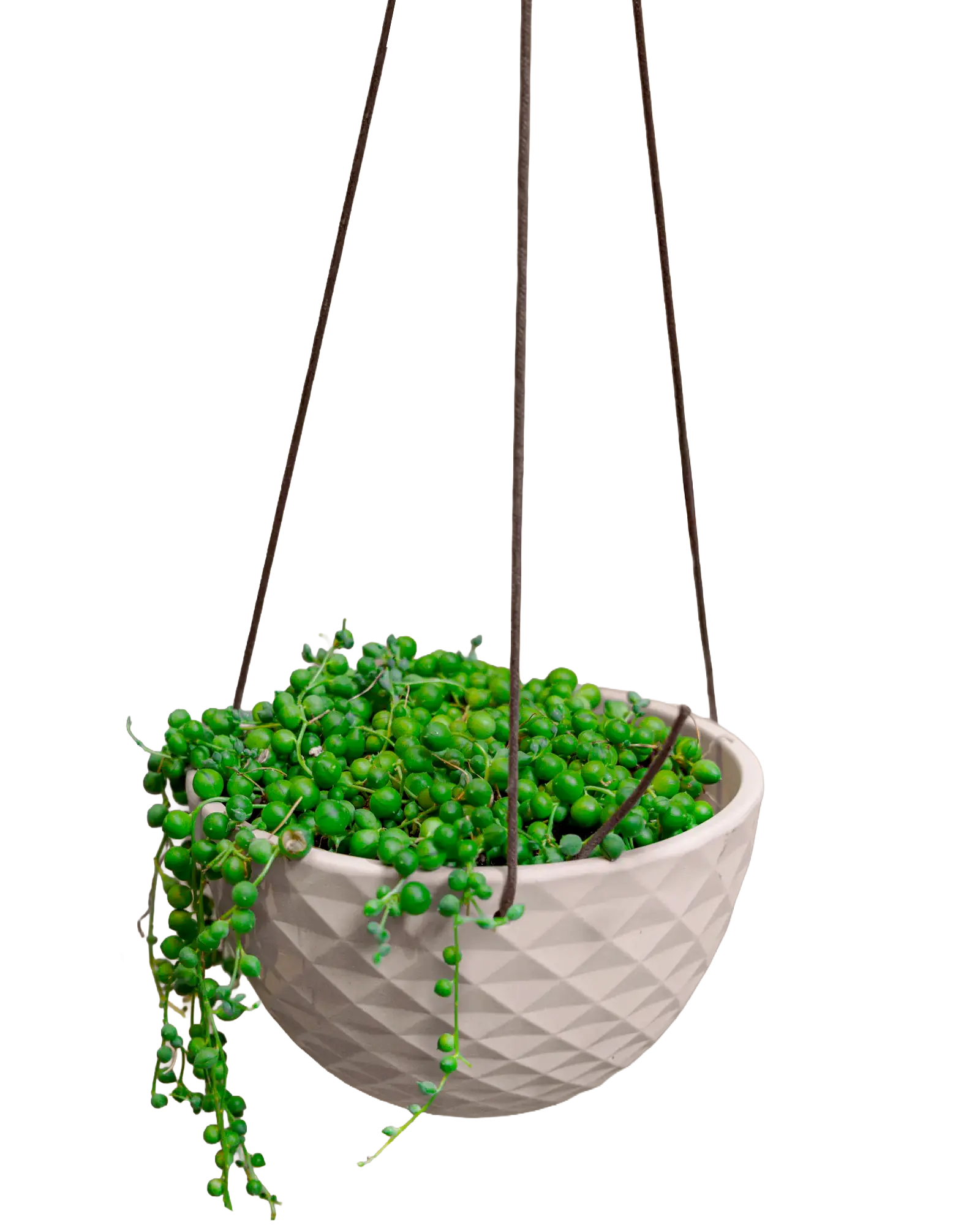 Chive Mofo mini white porcelain hanging planter with no drainage styled with a trailing plant.