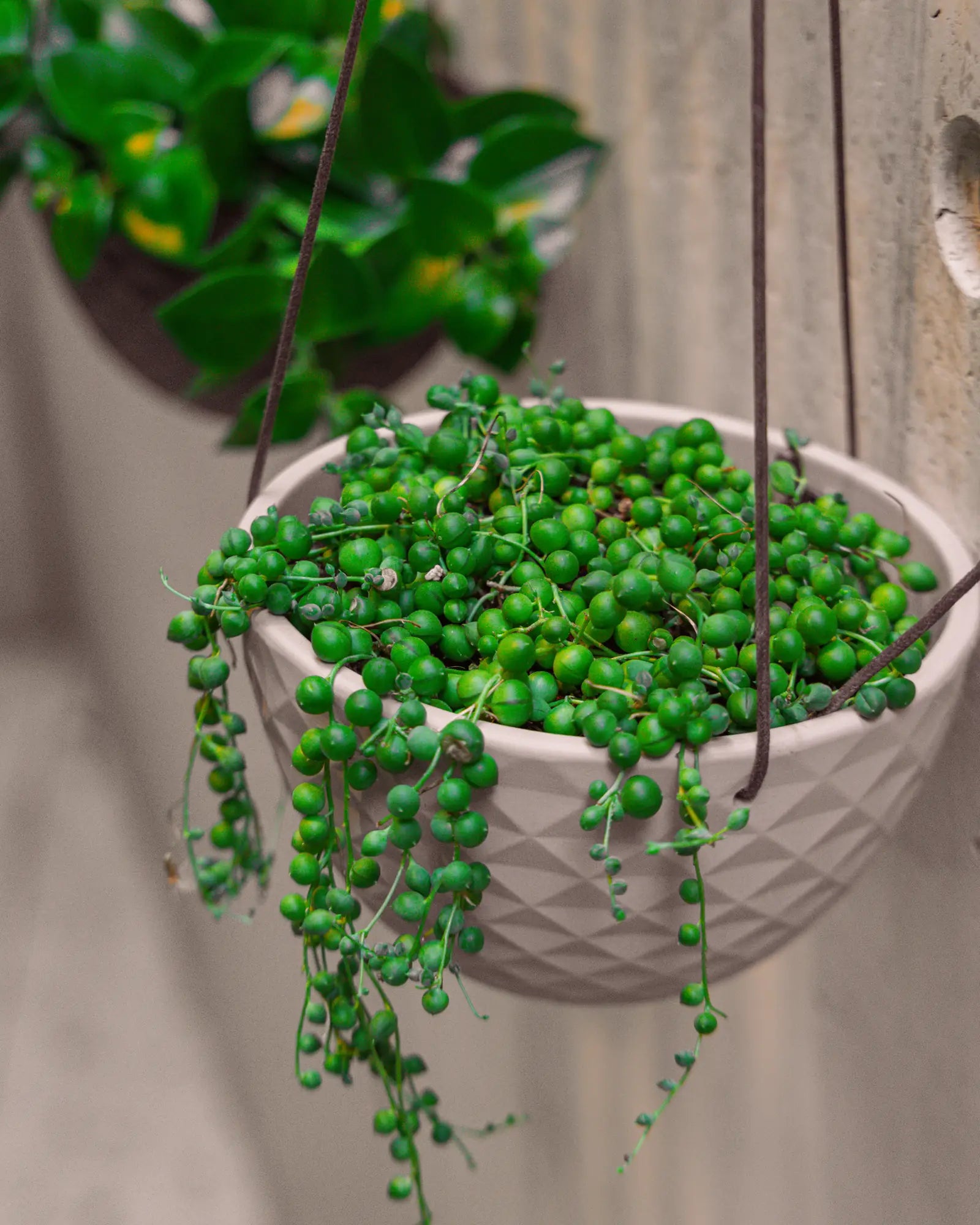Chive Mofo mini white porcelain hanging planter styled with a tailing plant againt a concrete wall.