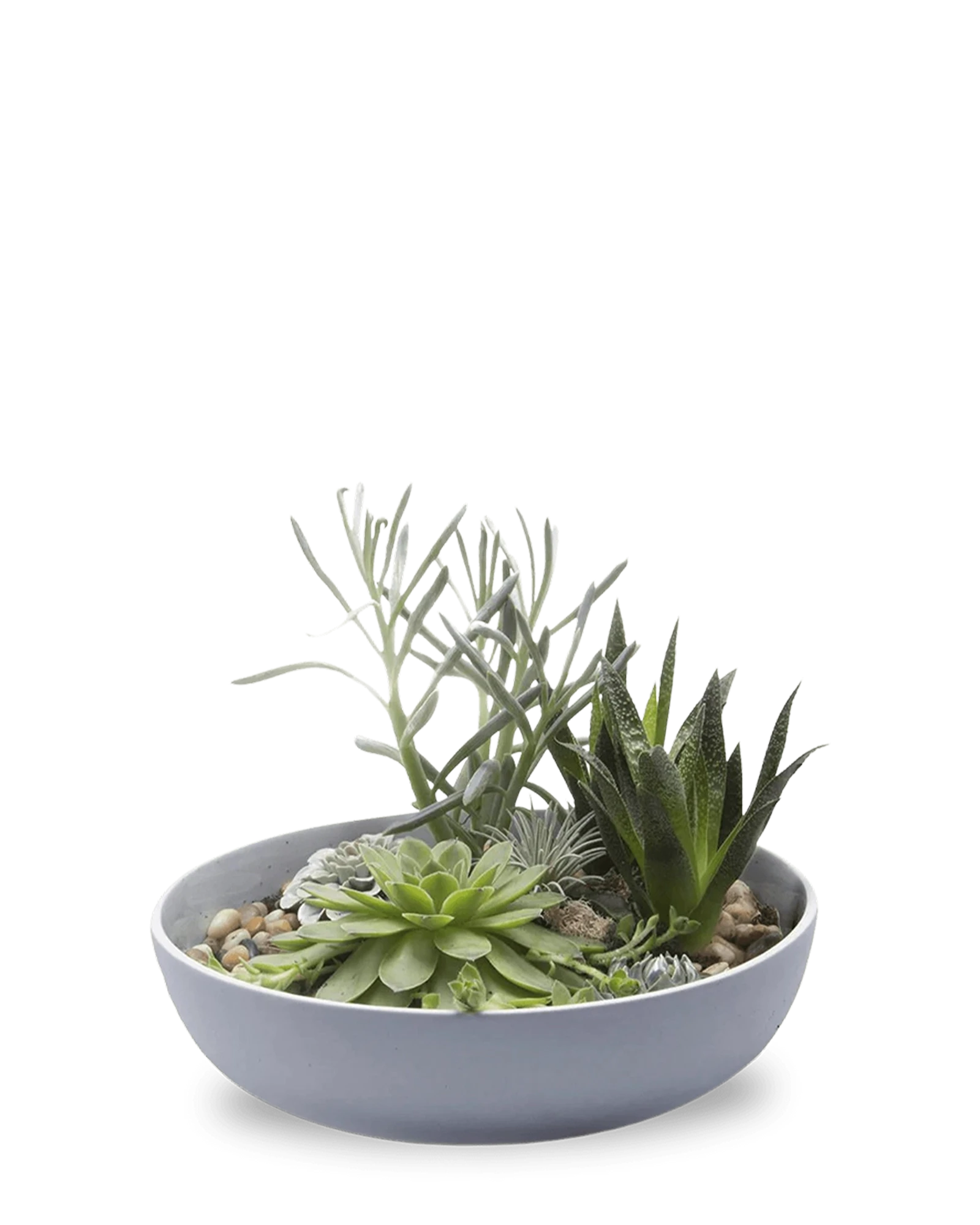 Chive Moog porcelain succulent garden dish in blue grey styled with succulents.