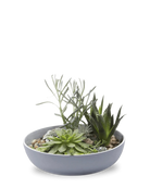 Chive Moog porcelain succulent garden dish in blue grey styled with succulents.