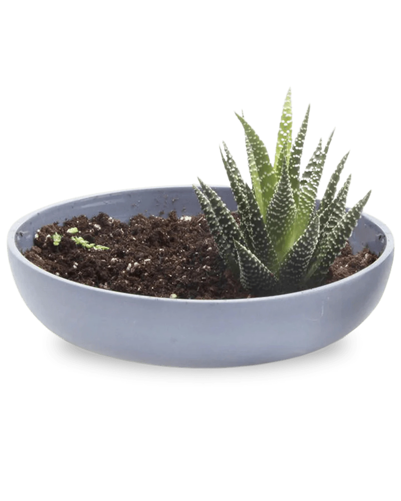 Chive Moog porcelain succulent garden dish in blue grey styled with a succulent.