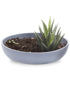 Chive Moog porcelain succulent garden dish in blue grey styled with a succulent.