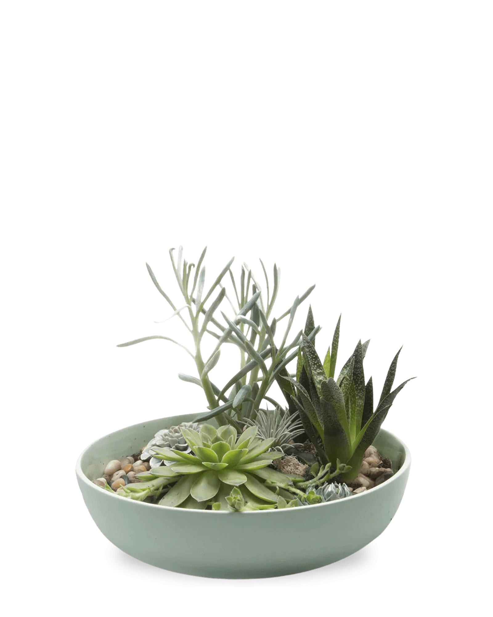Chive Moog porcelain succulent garden dish in peacock green styled with succulents.