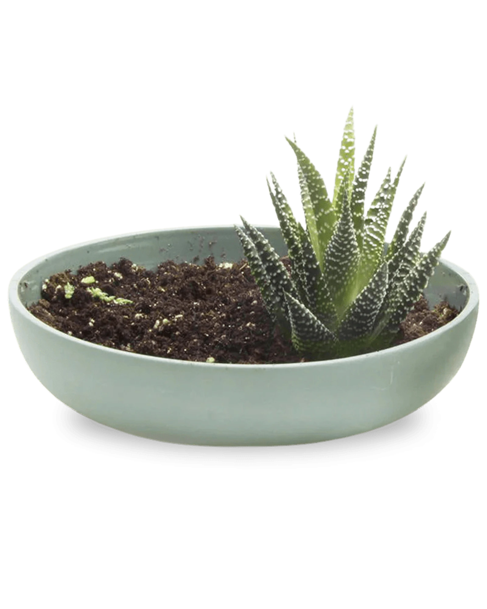 Chive Moog porcelain succulent garden dish in peacock green styled with a succulent.