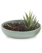 Chive Moog porcelain succulent garden dish in peacock green styled with a succulent.