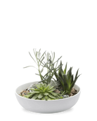 Chive Moog white porcelain succulent garden dish styled with succulents.