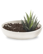 Chive Moog white porcelain succulent garden dish styled with a succulent.