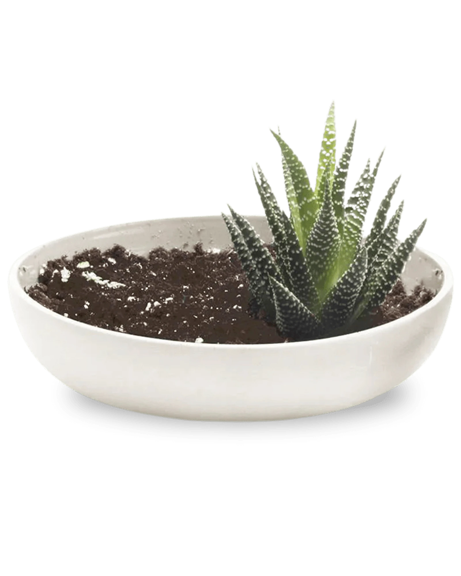 Chive Moog white porcelain succulent garden dish styled with a succulent.
