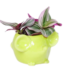 Chive Mouse Chartreuse color glazed ceramic mouse shaped planter styled with a plant.