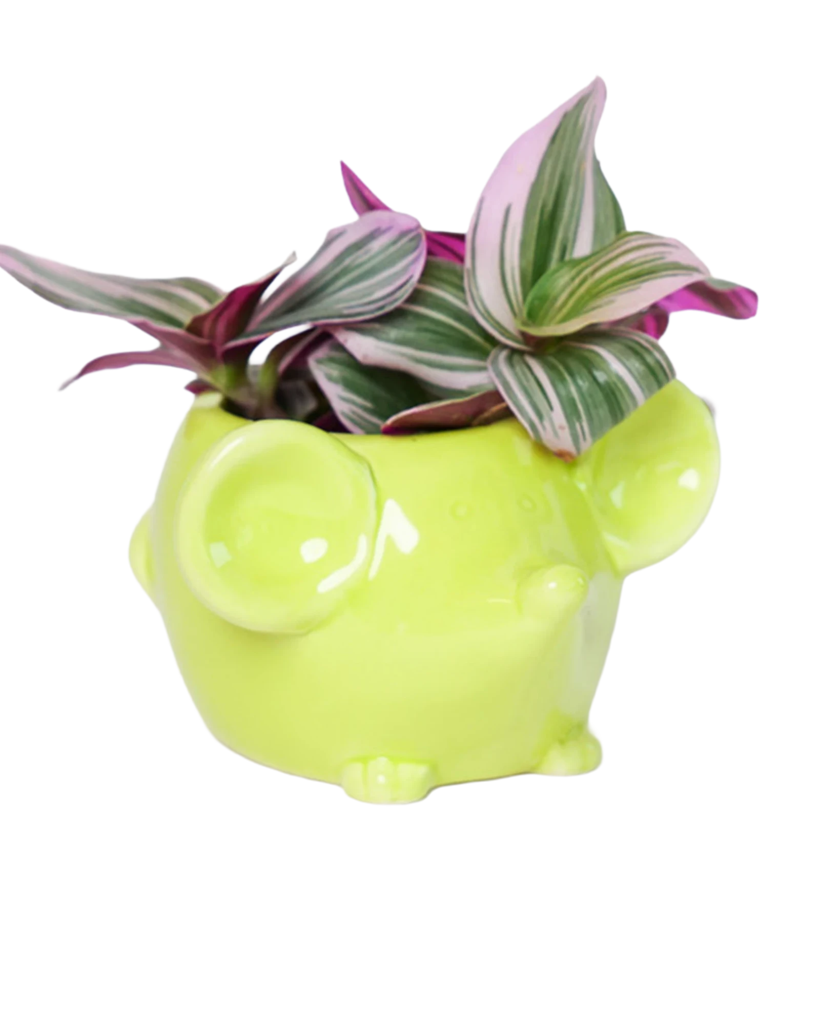 Chive Mouse Chartreuse color glazed ceramic mouse shaped planter styled with a plant.
