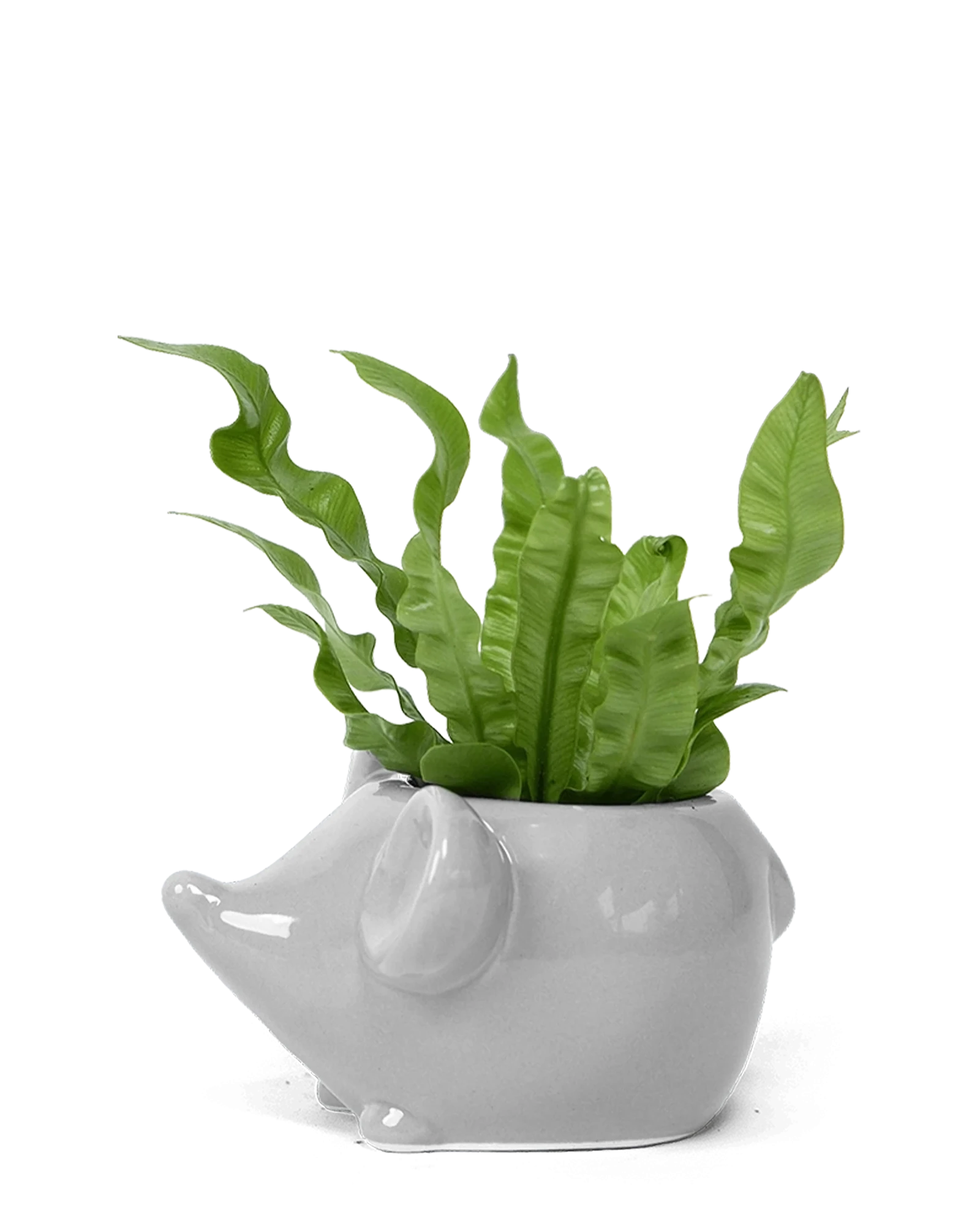 Chive Mouse Grey color glazed ceramic mouse shaped planter styled with a plant.