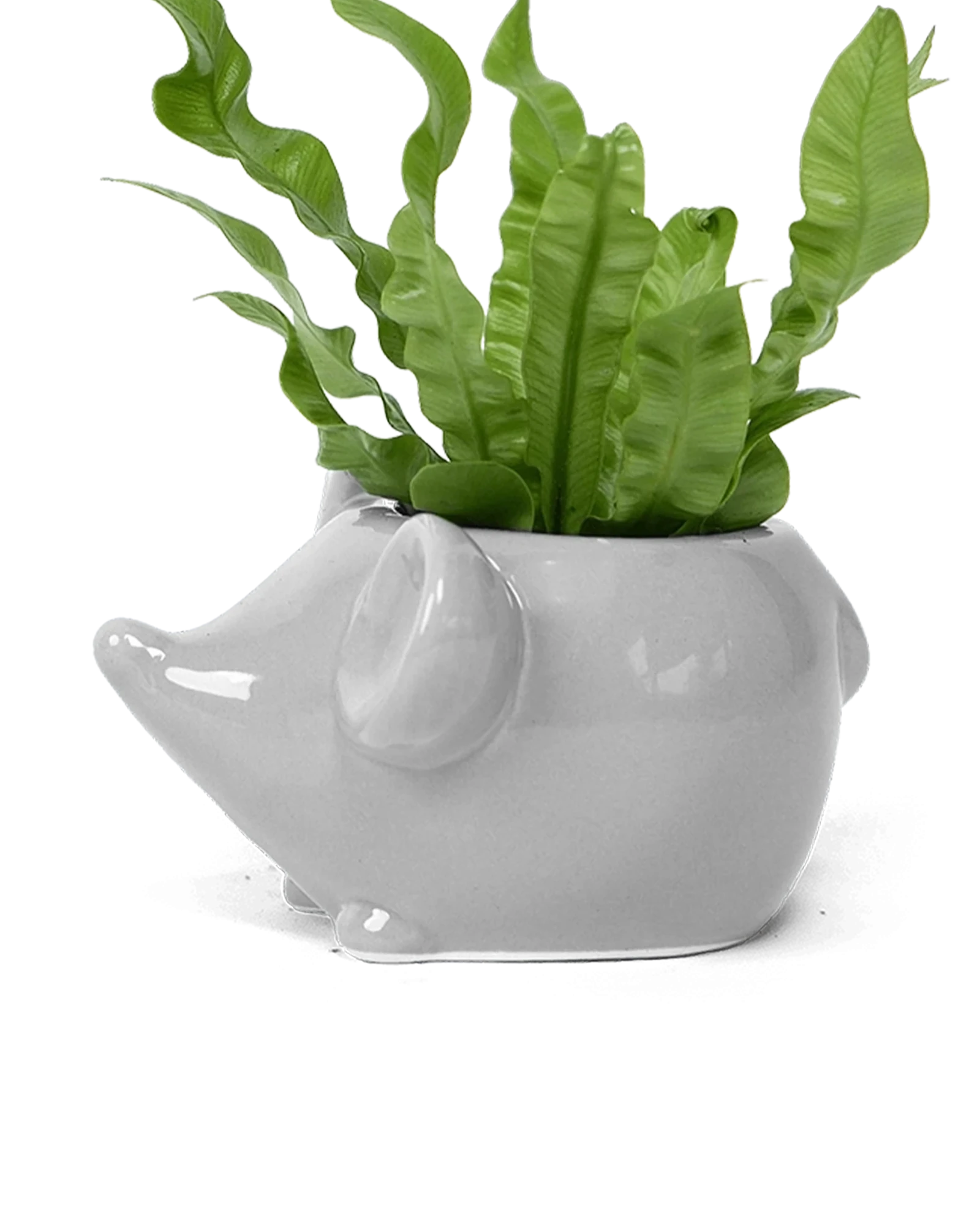 Chive Mouse Grey color glazed ceramic mouse shaped planter styled with a plant.