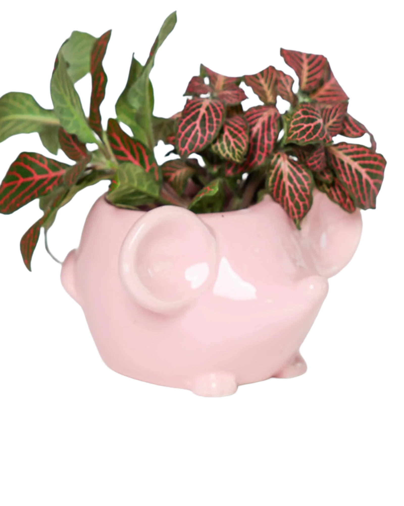 Chive Mouse Pink color glazed ceramic mouse shaped planter styled with a plant.