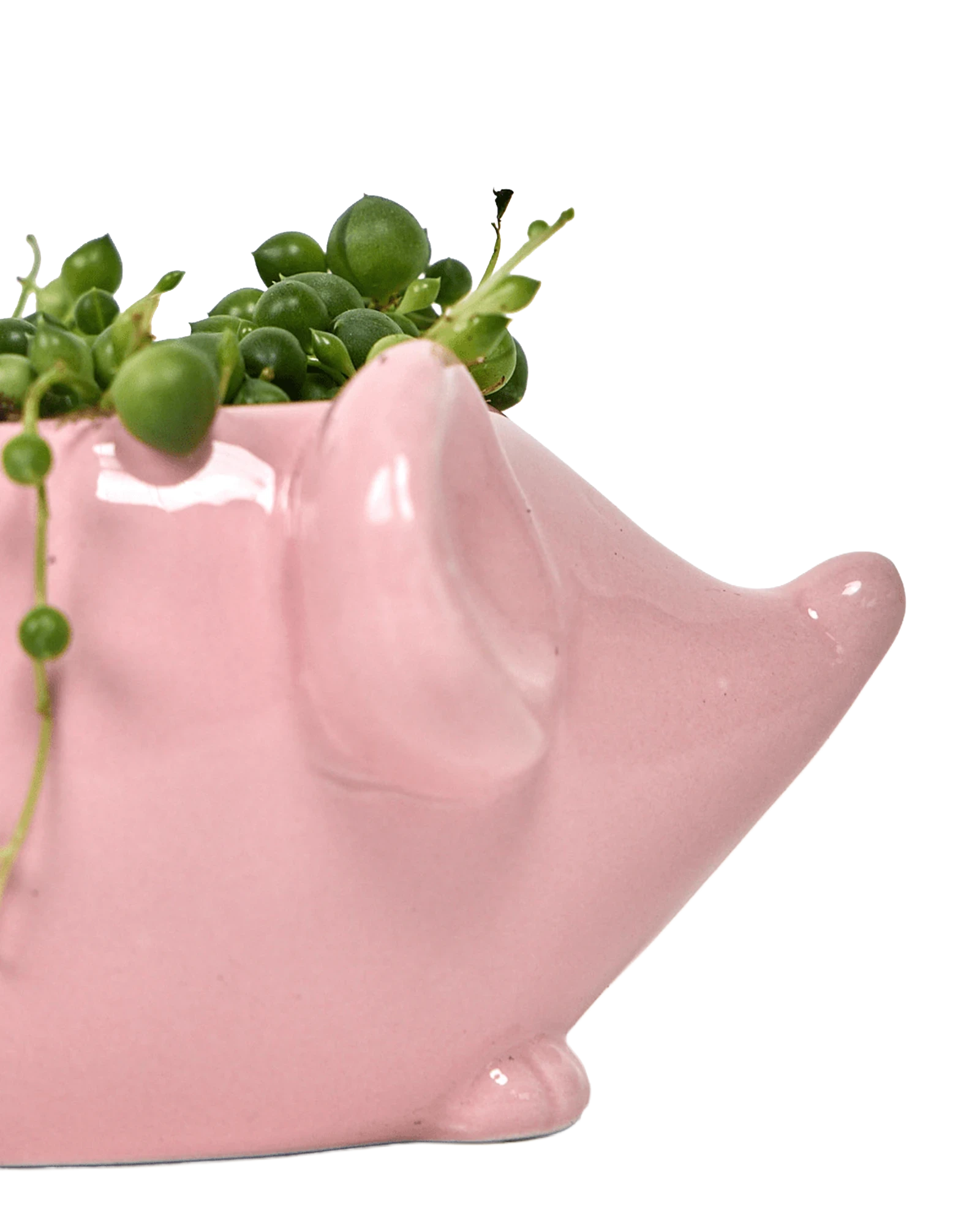 Close-up of the glossy glazed finish on a Chive Mouse Pink color ceramic planter.