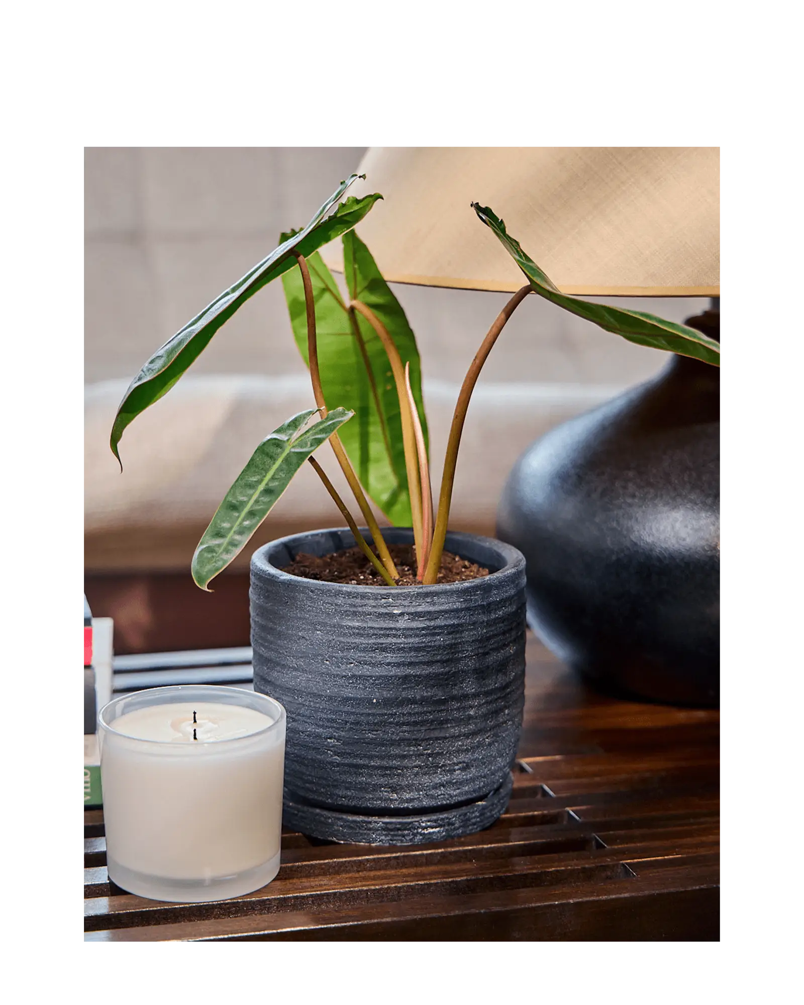 Chive Paul black ribbed ceramic small planter holding a philodendron on a wooden side table.