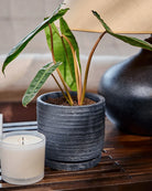 Chive Paul charcoal ribbed ceramic small planter holding a philodendron on a wood table indoor.