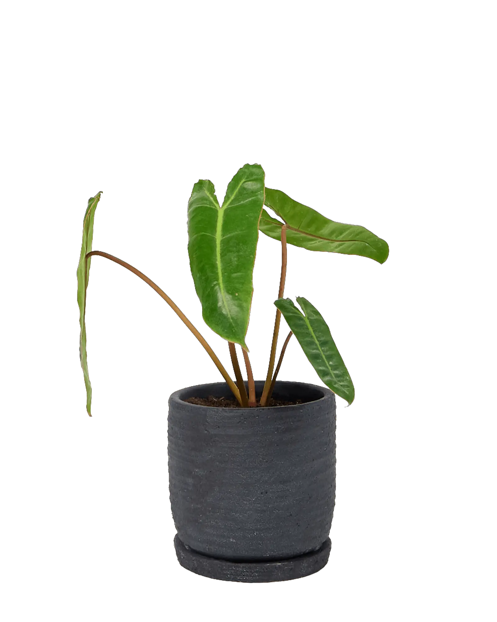 Chive Paul charcoal ribbed ceramic small planter holding a philodendron.