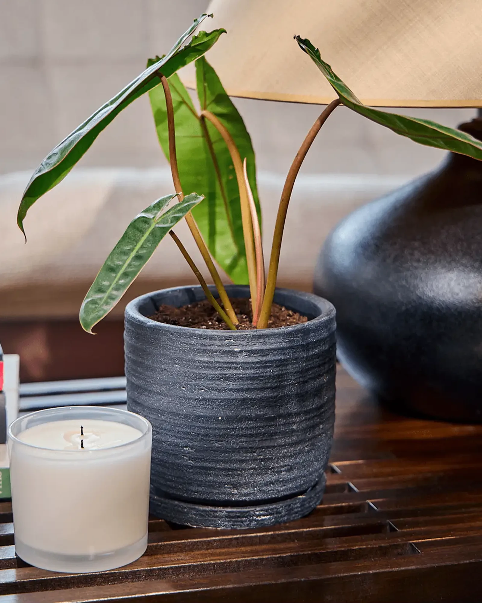 Chive Paul charcoal ribbed ceramic small planter holding a philodendron on a wood table indoor.