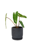 Chive Paul charcoal ribbed ceramic small planter holding a philodendron.