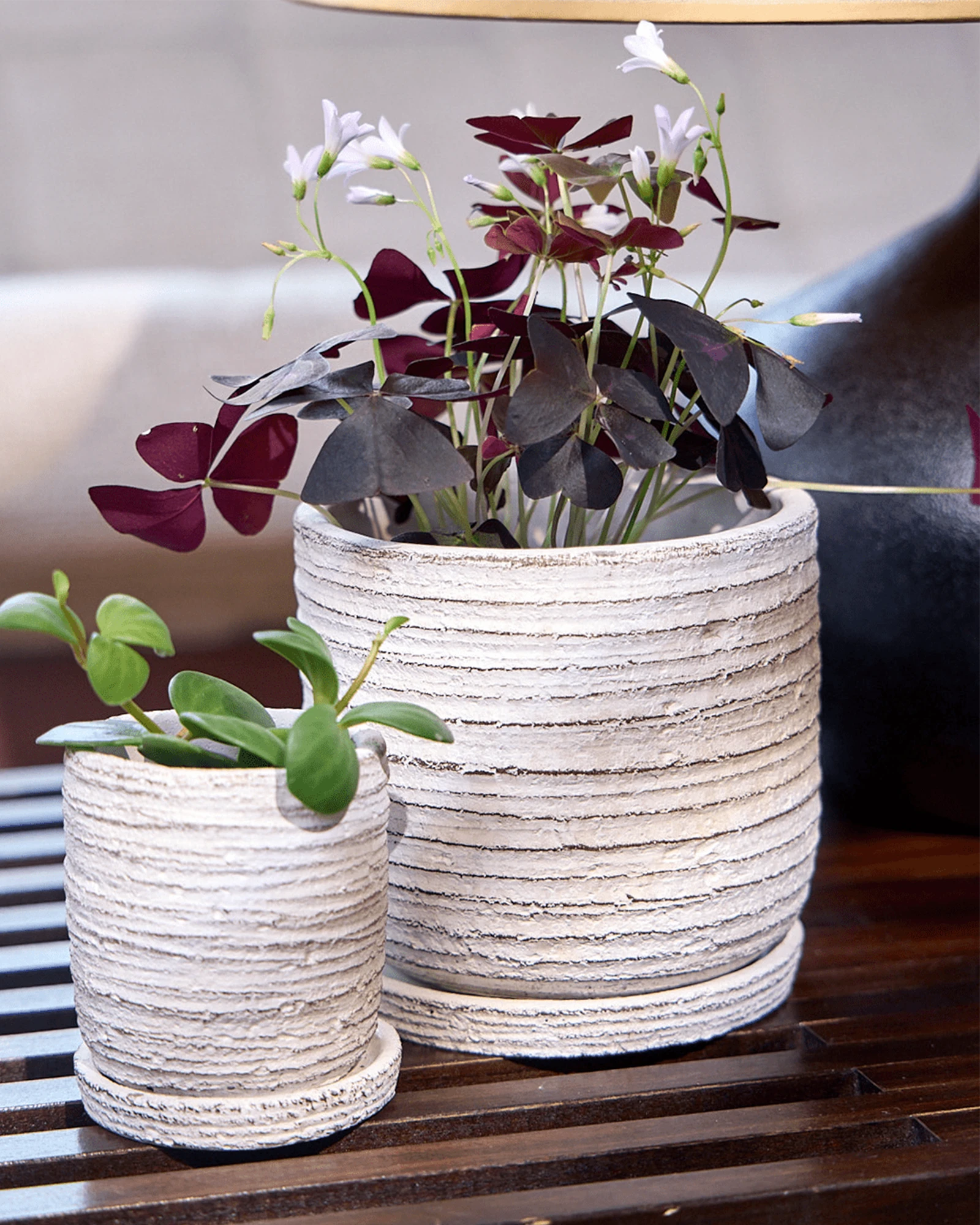 Two Chive Paul cream ribbed ceramic planter in size small and medium styled with plants on a wood table indoor.