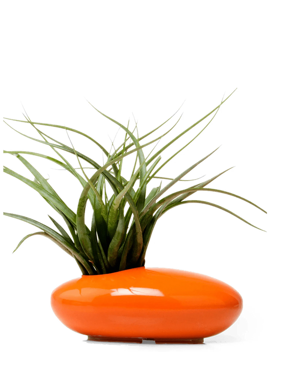 Pebble Ceramic Ikebana Kenzan Container