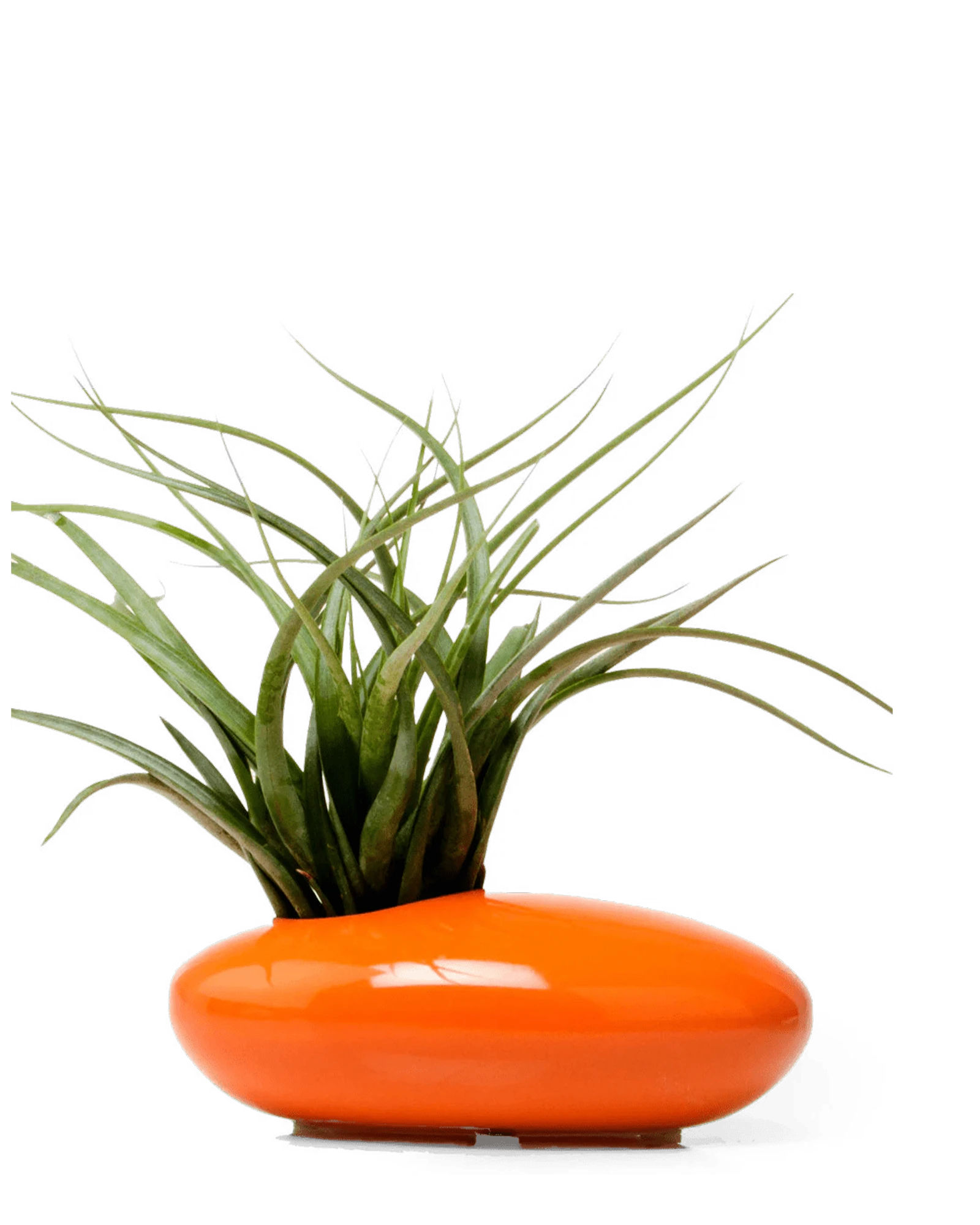 Chive Pebble orange glazed ceramic Ikebana Kenzan container styled with an air plant.