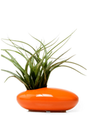 Chive Pebble orange glazed ceramic Ikebana Kenzan container styled with an air plant.