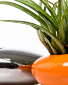 Close up of Chive Pebble orange glazed ceramic Ikebana Kenzan container styled with an air plant.