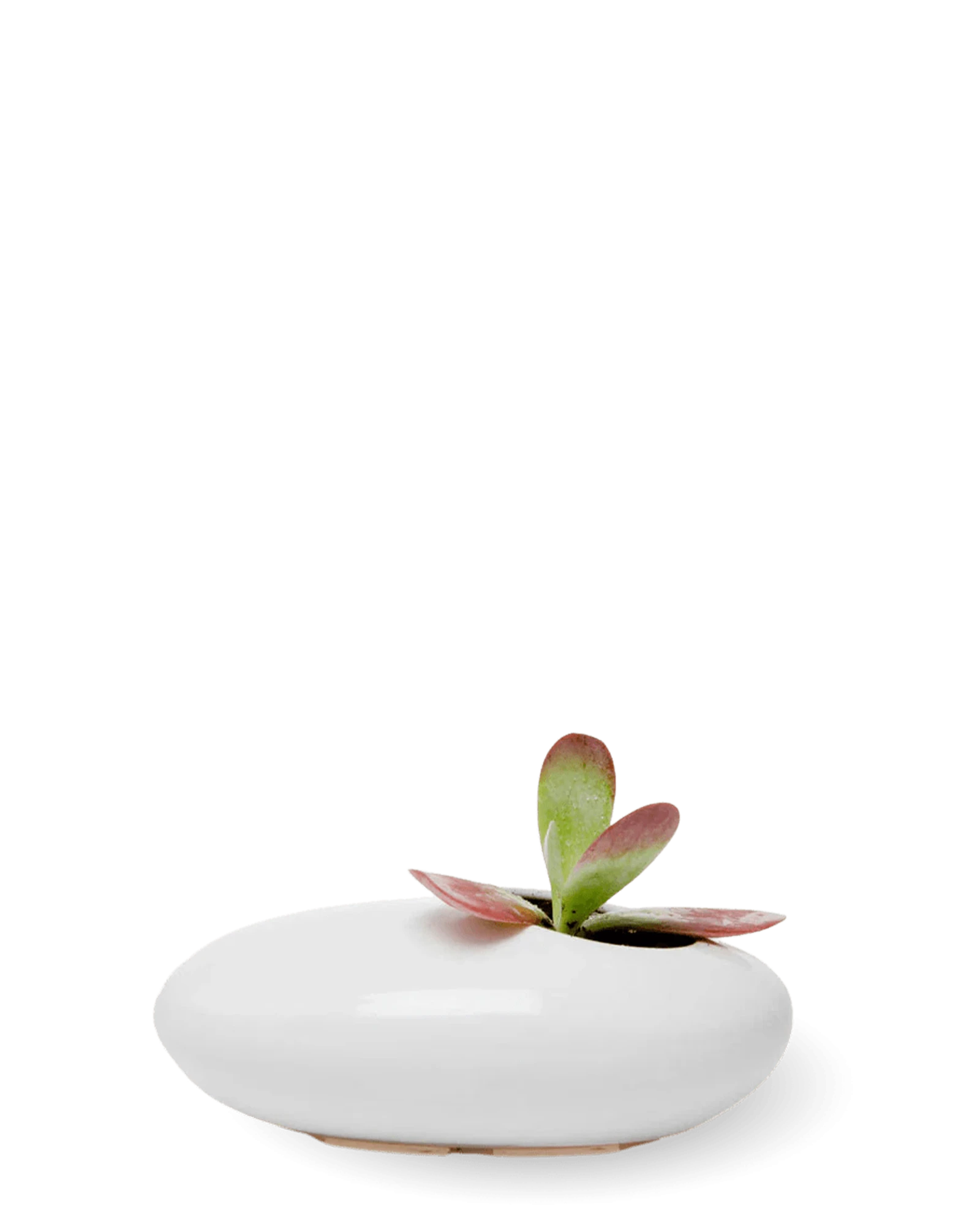 Chive Pebble white glazed ceramic Ikebana Kenzan container styled with a succulent.