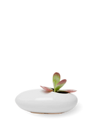 Chive Pebble white glazed ceramic Ikebana Kenzan container styled with a succulent.